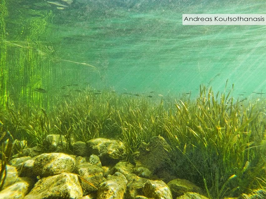 Ο βυθός της λίμνης Τριχωνιδας σε εικόνες - Φωτογραφία 4