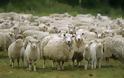 ΔΕΝ ΓΙΝΟΝΤΑΙ ΑΥΤΑ: Πρόβατα έφαγαν χασίς...Δείτε τι συνέβη μετά!