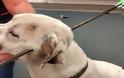 Απίστευτη αλητεία «ανθρώπου»: Τόξευσε σκυλί με βαλλίστρα... [photos]