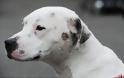 Απίστευτη αλητεία «ανθρώπου»: Τόξευσε σκυλί με βαλλίστρα... [photos] - Φωτογραφία 4