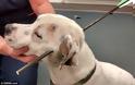Απίστευτη αλητεία «ανθρώπου»: Τόξευσε σκυλί με βαλλίστρα... [photos] - Φωτογραφία 5