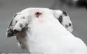 Απίστευτη αλητεία «ανθρώπου»: Τόξευσε σκυλί με βαλλίστρα... [photos] - Φωτογραφία 7