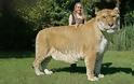 Αυτό είναι το μεγαλύτερο λιοντάρι στον κόσμο ! [photos] - Φωτογραφία 3