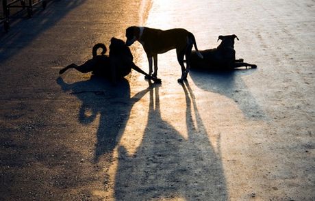 Γέμισε φόλες η ορεινή Αχαΐα - Τις τελευταίες δυο εβδομάδες δεκάδες σκυλιά κυνηγών έχουν βρει βασανιστικό θάνατο - Φωτογραφία 1