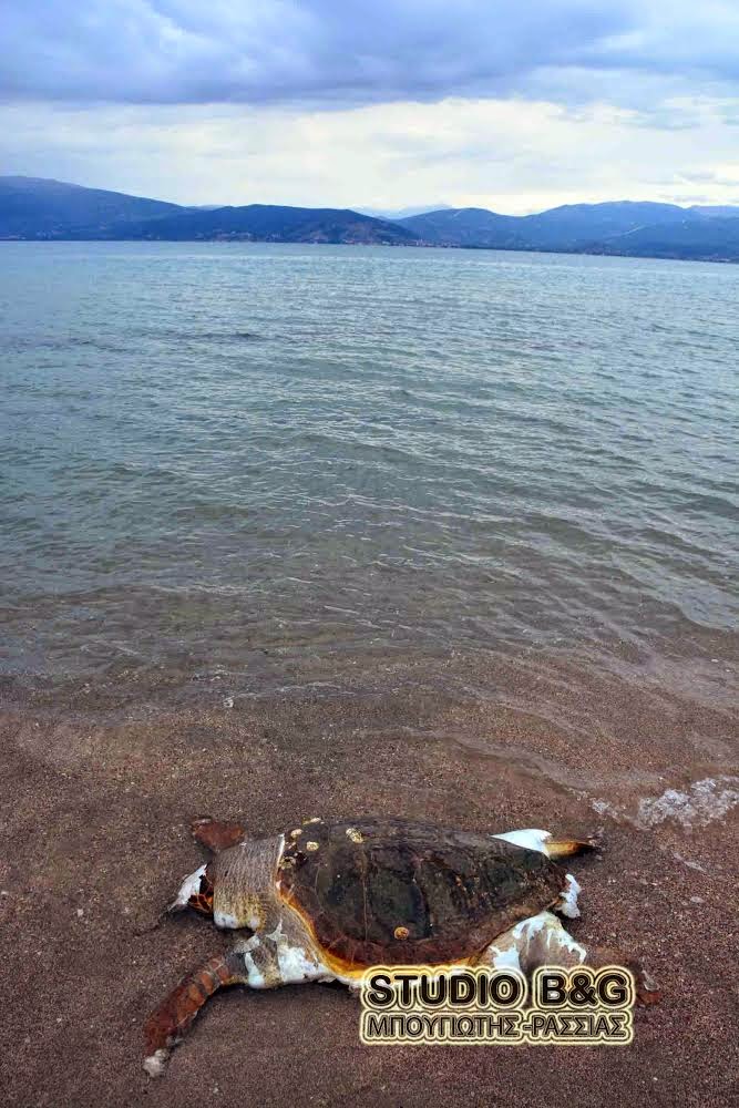 Xτυπημένη θαλάσσια χελώνα στη παραλία της Καραθώνας - Φωτογραφία 2