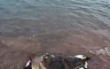 Xτυπημένη θαλάσσια χελώνα στη παραλία της Καραθώνας