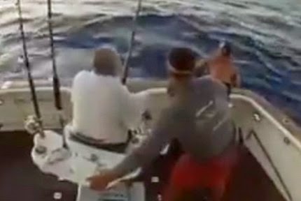 Βασιλική ζαργάνα πήδηξε σε σκάφος και ο ψαράς πήδηξε στη θάλασσα για να σωθεί...[video] - Φωτογραφία 1