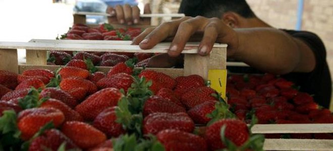 Αθώοι οριστικά οι κατηγορούμενοι για τις «ματωμένες φράουλες» της Μανωλάδας - Φωτογραφία 1