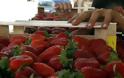 Αθώοι οριστικά οι κατηγορούμενοι για τις «ματωμένες φράουλες» της Μανωλάδας