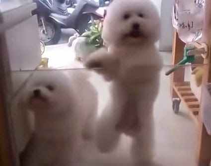 ΑΠΙΘΑΝΟ βίντεο: Σκύλος χορεύει ντίσκο στα 2 του πόδια! - Φωτογραφία 1