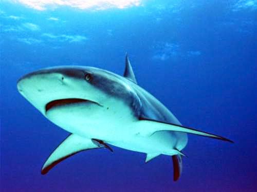 Συγκλονιστικές εικόνες: Καρχαρίας τριών μέτρων επιτίθεται σε σέρφερ! - Φωτογραφία 1