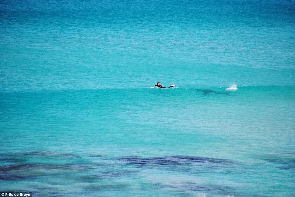 Συγκλονιστικές εικόνες: Καρχαρίας τριών μέτρων επιτίθεται σε σέρφερ! - Φωτογραφία 3