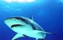 Συγκλονιστικές εικόνες: Καρχαρίας τριών μέτρων επιτίθεται σε σέρφερ!