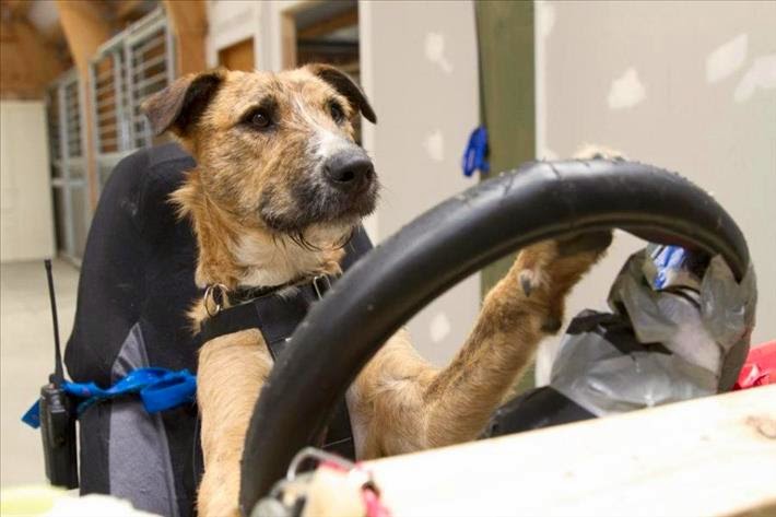 Μάθε στο σκύλο σου να οδηγεί! [video] - Φωτογραφία 1