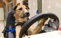Μάθε στο σκύλο σου να οδηγεί! [video]