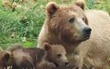 Αρκούδα έκανε βόλτες στο Αργος Ορεστικό - Έφτασε ανάμεσα σε σπίτια