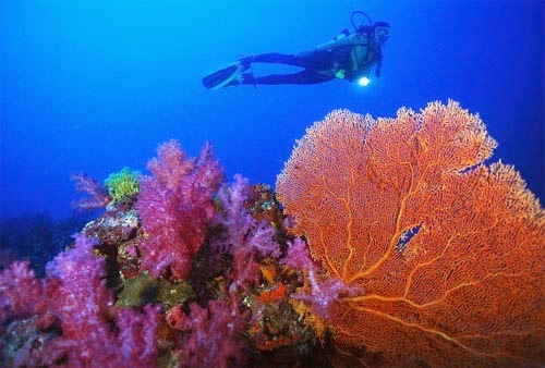 Τα κοράλλια των ελληνικών βυθών [Photos] - Φωτογραφία 2