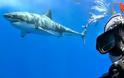 Δεν φοβήθηκε να βγάλει το κεφάλι του έξω από το προστατευτικό κλουβί και να βγάλει  selfie με Λευκό Καρχαρία[Video]
