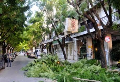 Πάτρα: Κλαδεύτηκαν επιτέλους τα δένδρα στην οδό Κωνσταντινουπόλεως - Φωτογραφία 1