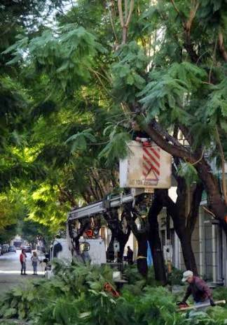Πάτρα: Κλαδεύτηκαν επιτέλους τα δένδρα στην οδό Κωνσταντινουπόλεως - Φωτογραφία 4