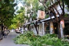 Πάτρα: Κλαδεύτηκαν επιτέλους τα δένδρα στην οδό Κωνσταντινουπόλεως