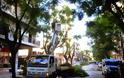 Πάτρα: Κλαδεύτηκαν επιτέλους τα δένδρα στην οδό Κωνσταντινουπόλεως - Φωτογραφία 2