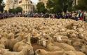 2.000 πρόβατα «ξεχύθηκαν» στους δρόμους της Μαδρίτης [video]