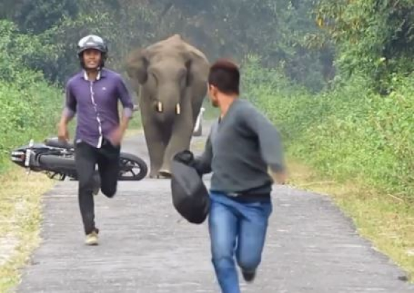 Ξεκαρδιστικό βίντεο: Ελέφαντας πήρε στο κυνήγι 2 αναβάτες μοτοσικλέτας και αυτοί παράτησαν τη μηχανή και άρχισαν να τρέχουν - Φωτογραφία 1