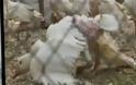 Απίστευτο σκάνδαλο από το τρόπο που φτιάχνονται τα μπουφάν της Moncler - Ξεπουπουλιάζουν ζωντανές πάπιες και χήνες