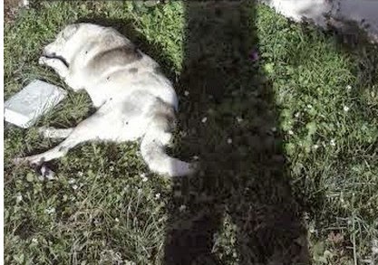 ΑΠΑΡΑΔΕΚΤΕΣ ΕΙΚΟΝΕΣ: Οργή για τα τρία δολοφονημένα σκυλιά στο Νεοχώρι στο Ιωαννίνων! - Φωτογραφία 1