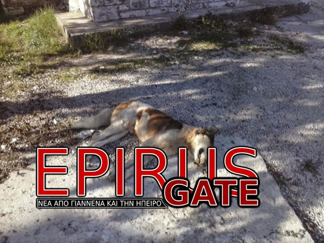 ΑΠΑΡΑΔΕΚΤΕΣ ΕΙΚΟΝΕΣ: Οργή για τα τρία δολοφονημένα σκυλιά στο Νεοχώρι στο Ιωαννίνων! - Φωτογραφία 3