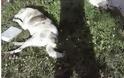 ΑΠΑΡΑΔΕΚΤΕΣ ΕΙΚΟΝΕΣ: Οργή για τα τρία δολοφονημένα σκυλιά στο Νεοχώρι στο Ιωαννίνων! - Φωτογραφία 1