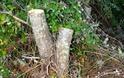 Αιωνόβιες βελανιδιές του Νέστου γίνονται καυσόξυλα! Το δάσος γίνεται στάχτη σε τζάκια [photos]