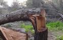 Οι λαθροϋλοτόμοι μετατρέπουν το παραποτάμιο δάσος του Νέστου σε καυσόξυλα