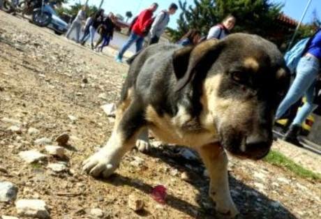 Αχαΐα: Σκυλάκι παγιδεύτηκε σε αλεποπαγίδα - Το έσωσαν εθελοντές φιλόζωοι - Φωτογραφία 1