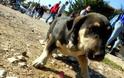 Αχαΐα: Σκυλάκι παγιδεύτηκε σε αλεποπαγίδα - Το έσωσαν εθελοντές φιλόζωοι