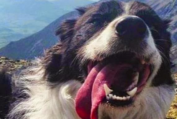 ΑΠΙΣΤΕΥΤΟ: Σκύλος ξαναβρήκε τον ιδιοκτήτη του χάρη σε 6.000 χρήστες των social media - Φωτογραφία 1