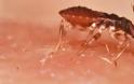 Νέα επιδημία στις ΗΠΑ μετά τον Εμπολα: Chagas ή «σιωπηλός δολοφόνος» - Φωτογραφία 1
