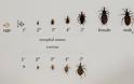 Νέα επιδημία στις ΗΠΑ μετά τον Εμπολα: Chagas ή «σιωπηλός δολοφόνος» - Φωτογραφία 2