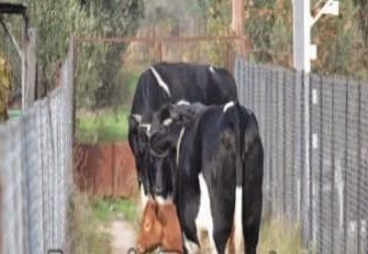 “Επιδρομή” των αδέσποτων αγελάδων σε χωράφι με κηπευτικά... - Φωτογραφία 1