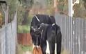 “Επιδρομή” των αδέσποτων αγελάδων σε χωράφι με κηπευτικά...