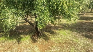 Έντονη χαλαζόπτωση σε Πάκια και Μολάους [photos] - Φωτογραφία 6