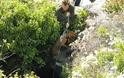Επιχείρηση διάσωσης σκύλων,από σπηλαιοβάραθρο στο Ζαγόρι! - Φωτογραφία 5