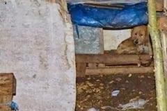 ΠΡΟΣΟΧΗ ανατριχιαστικές φωτογραφίες: Κρέμασαν κουτάβια μπροστά στη μητέρα τους! [photos]
