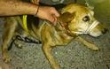 ΣΟΚ: Γυναίκα έσωσε το σκύλο της και πρέπει να πληρώσει 10.000 ευρώ