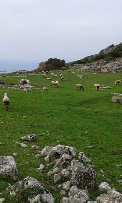 Πρέβεζα: Ο χώρος της Αρχαίας Κασσώπης έγινε… μαντρί! - Φωτογραφία 2