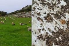 Πρέβεζα: Ο χώρος της Αρχαίας Κασσώπης έγινε… μαντρί!