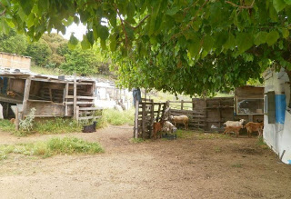 Στο πόδι αγρότες και κτηνοτρόφοι στην Ξάνθη – Ψαλίδισμα έως και 100% στις επιδοτήσεις τους! - Φωτογραφία 1