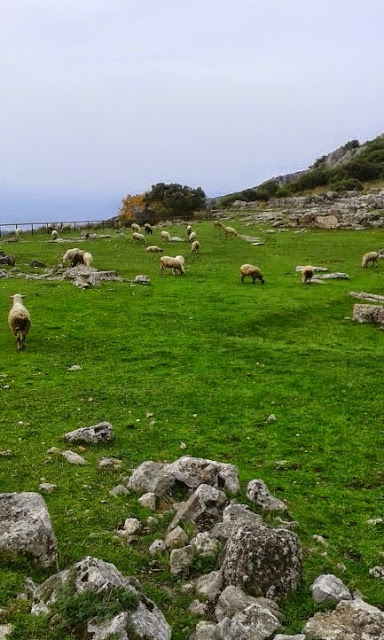 ΝΤΡΟΠΗ: Ο αρχαιολογικός χώρος της Κασσώπης, έχει μετατραπεί σε τεράστιο μαντρί [photos] - Φωτογραφία 2