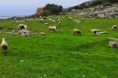ΝΤΡΟΠΗ: Ο αρχαιολογικός χώρος της Κασσώπης, έχει μετατραπεί σε τεράστιο μαντρί [photos]